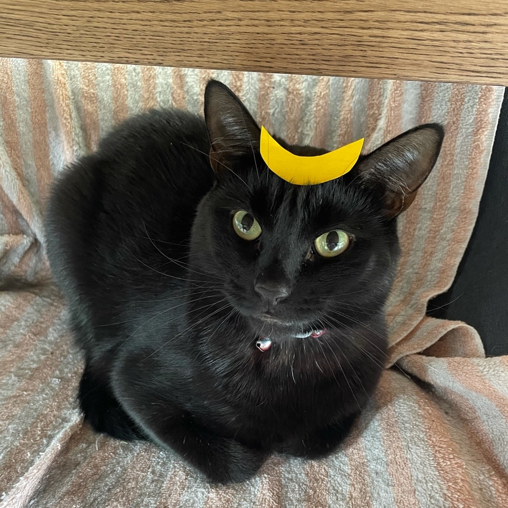 Meet your Posher, Bow and Levar